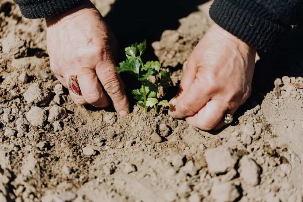 Person planting seedling into ground